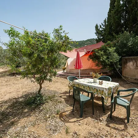 Olive Tent - In Our Garden *