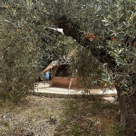 Campsite Olive Tent - In Our Garden