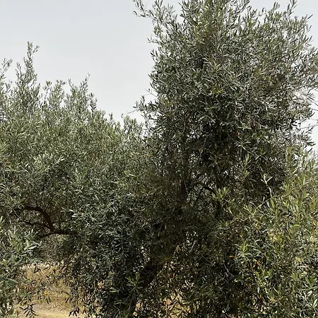 Olive Tent - In Our Garden *